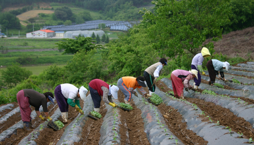 우리 동네 농사꾼들이 양배추 모종을 내고 있다. 